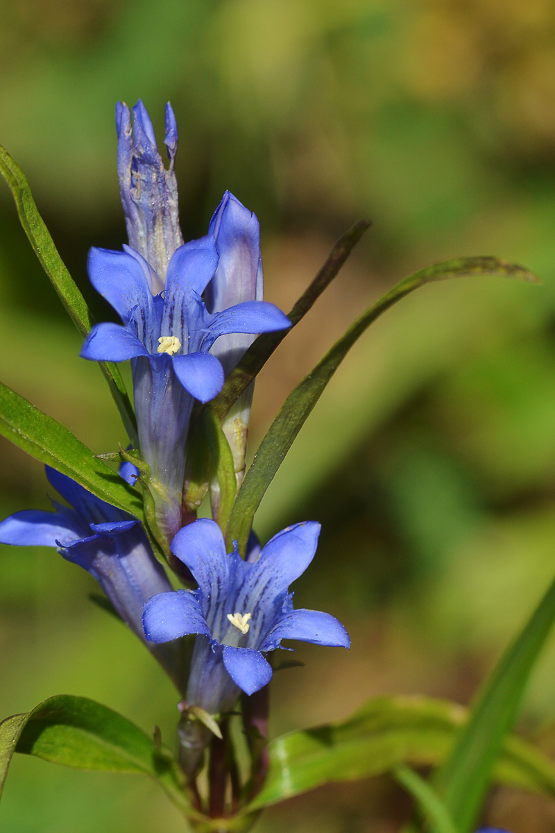 Изображение особи Gentiana kirilowii.