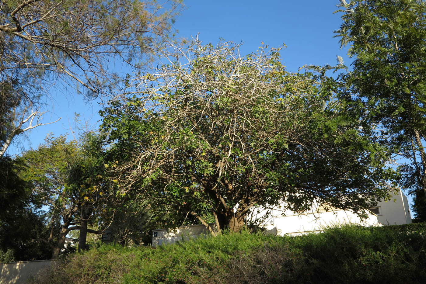 Image of Erythrina corallodendron specimen.