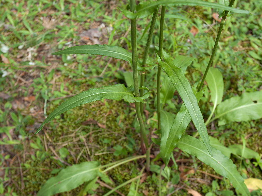 Изображение особи Rumex thyrsiflorus.