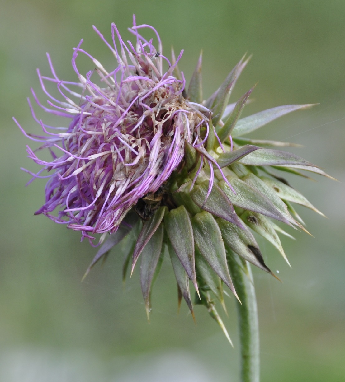 Image of Carduus nutans ssp. scabrisquamus specimen.