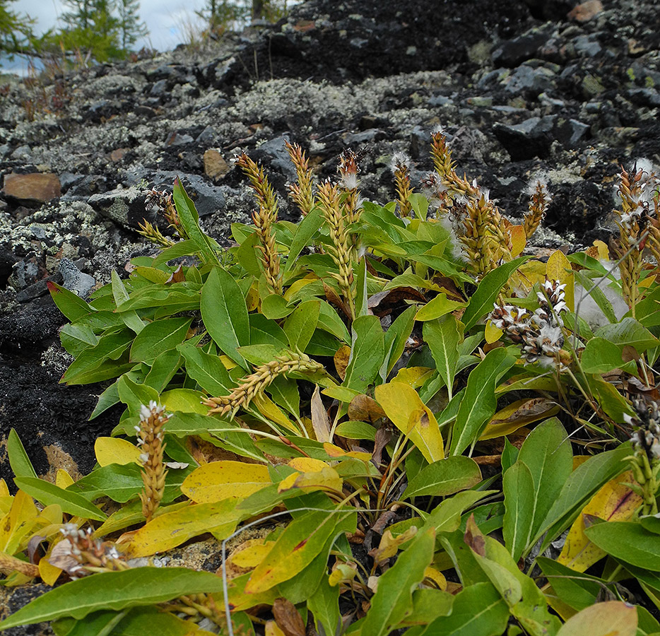 Изображение особи Salix sphenophylla.