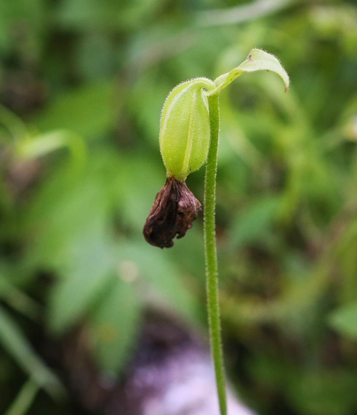 Image of Cypripedium guttatum specimen.