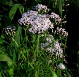 Achillea sergievskiana. Верхняя часть цветущего растения в каплях росы. Красноярский край, Ермаковский р-н, парк \"Ергаки\", верховья р. Ус, долина Чёрного озера, субальпийский луг, образовавшийся на старом гравийном покрытии. 24.08.2013.