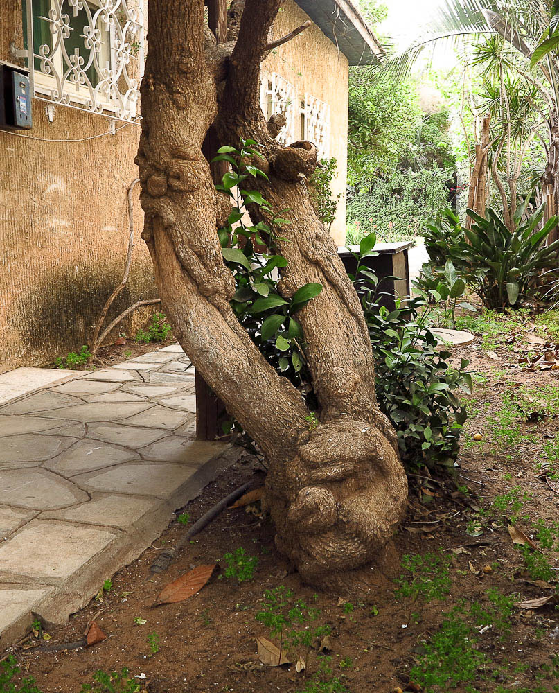 Image of genus Bougainvillea specimen.