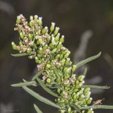 Conyza canadensis