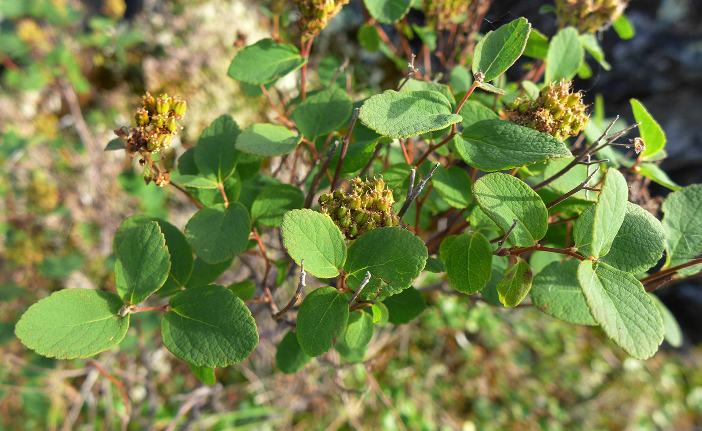 Изображение особи Spiraea beauverdiana.