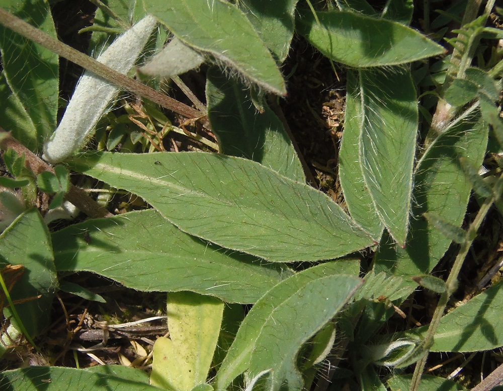 Image of Pilosella officinarum specimen.