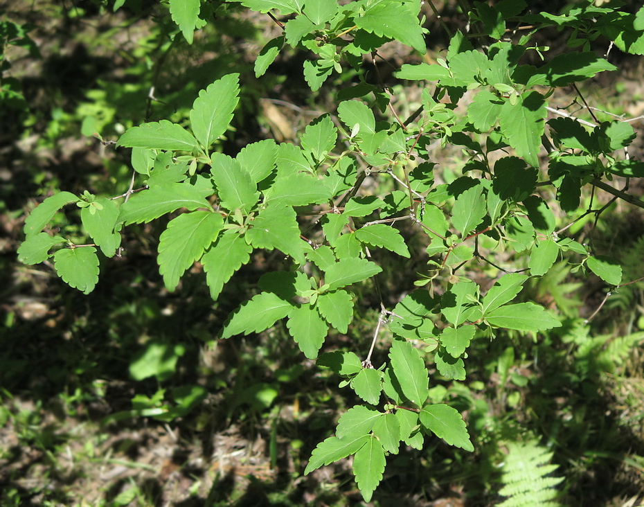 Image of Zabelia coreana specimen.