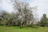 Celtis australis