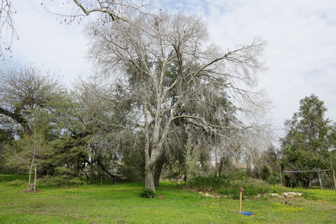 Изображение особи Celtis australis.