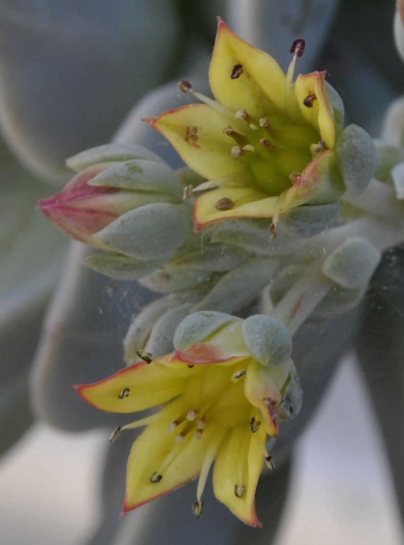 Image of genus &times; Graptoveria specimen.