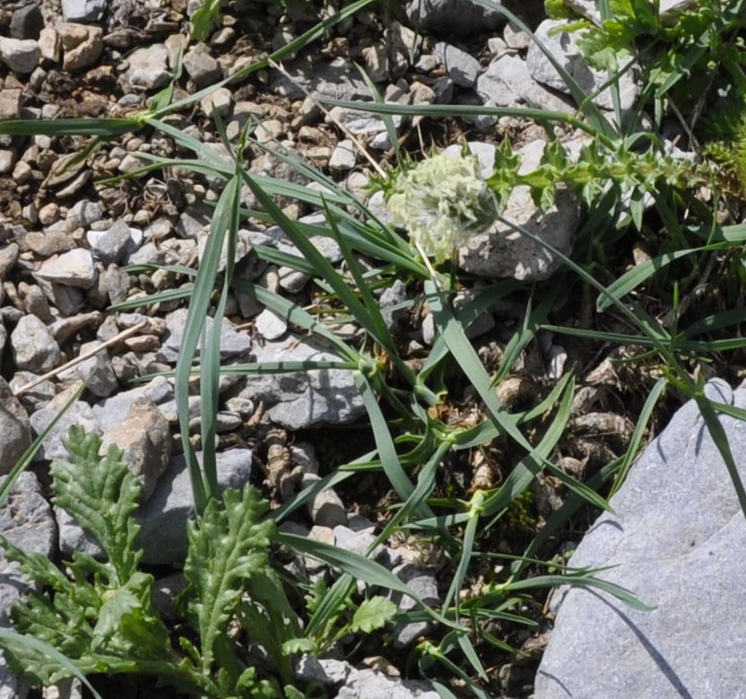 Image of Alopecurus gerardi specimen.