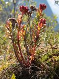 genus Rhodiola