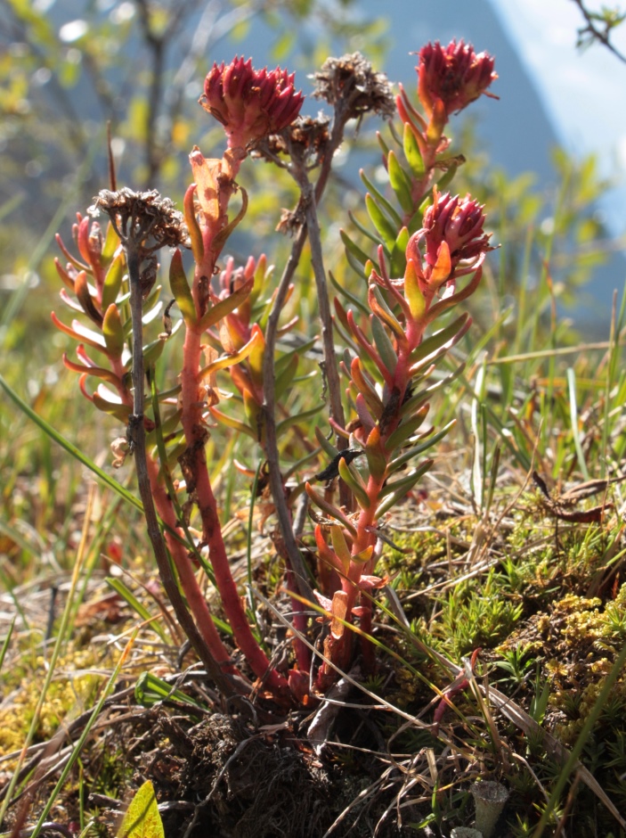 Image of genus Rhodiola specimen.