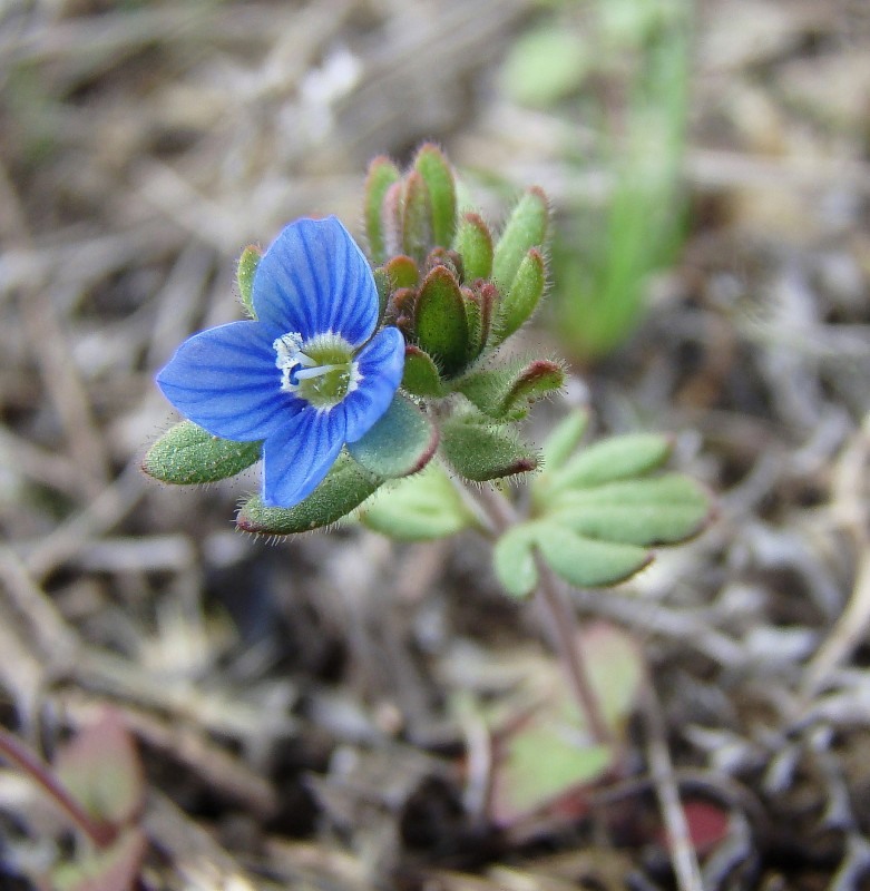 Image of Veronica triphyllos specimen.