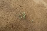 Astragalus ammodendron