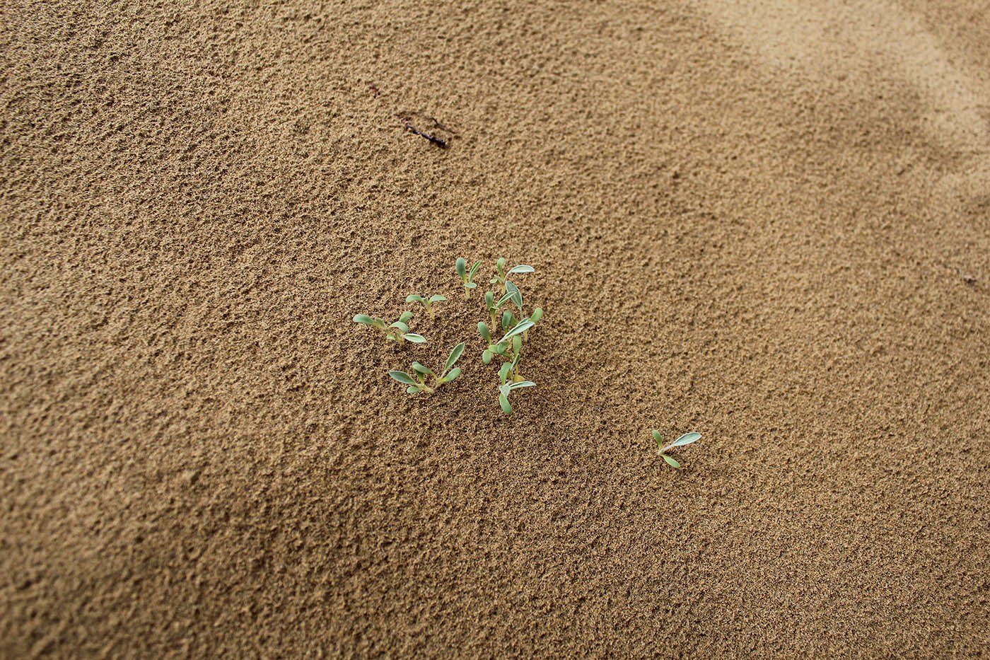 Image of Astragalus ammodendron specimen.