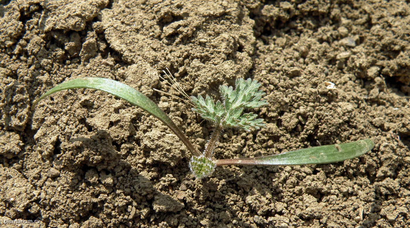 Image of Caucalis platycarpos specimen.