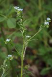 genus Lappula