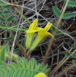 Astragalus henningii