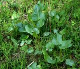 Rumex confertus