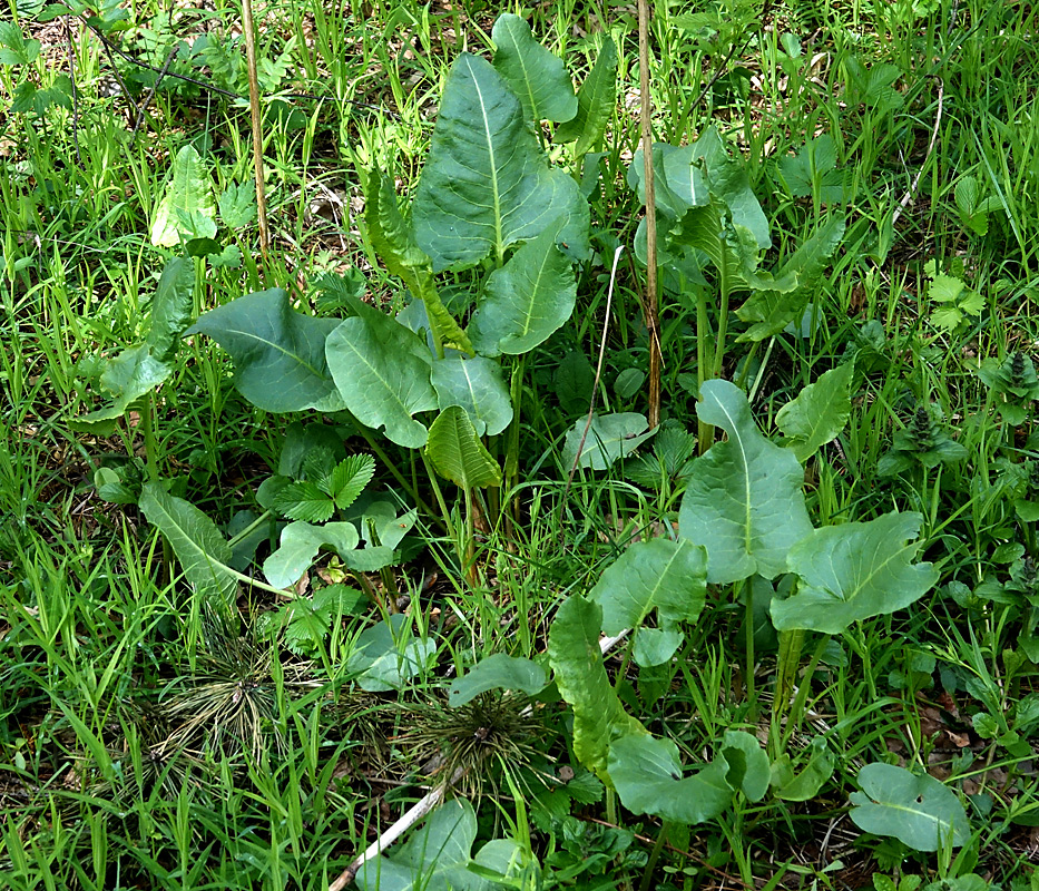 Изображение особи Rumex confertus.