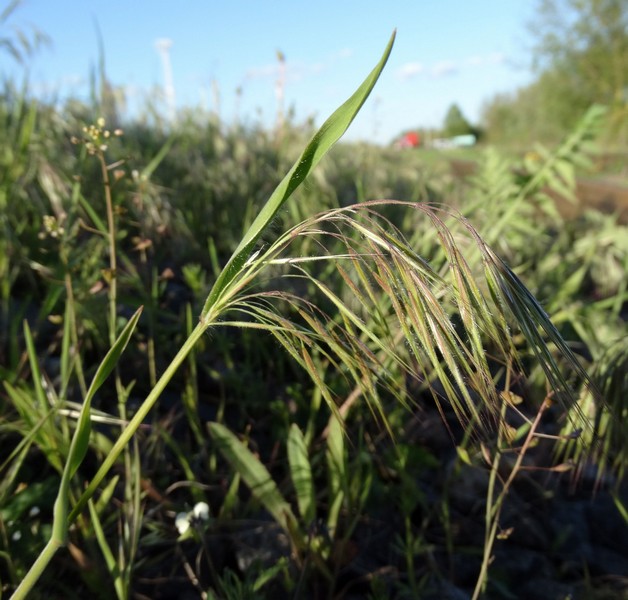 Image of Anisantha tectorum specimen.