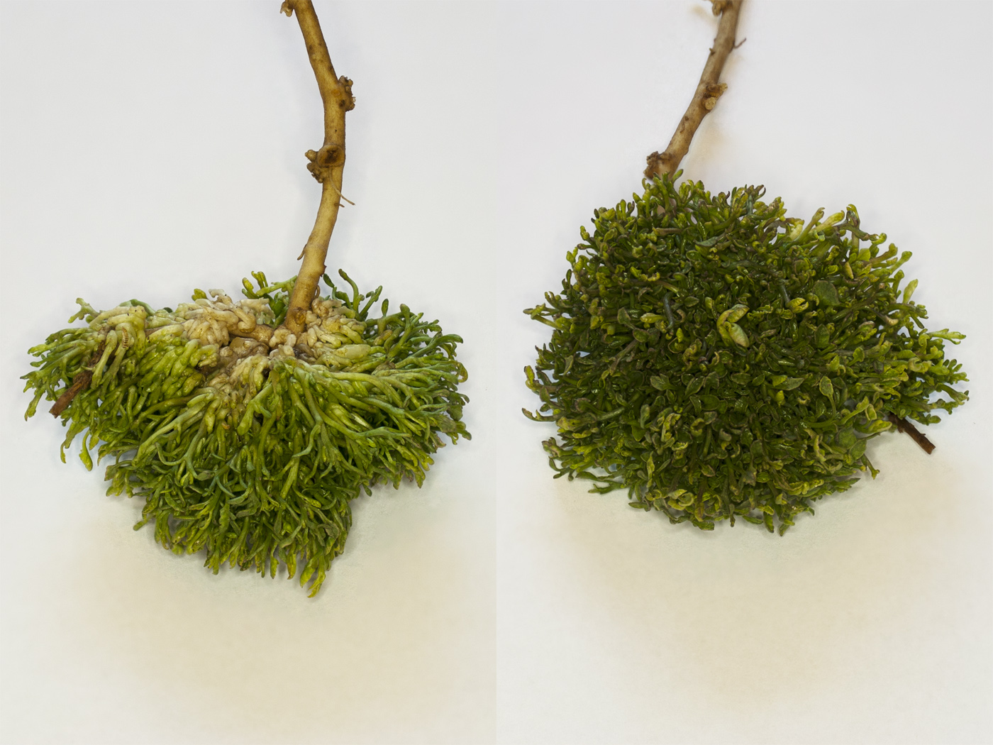 Image of Convolvulus arvensis specimen.