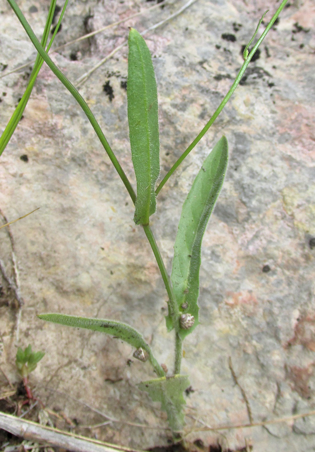 Изображение особи Crepis pulchra.