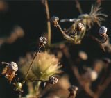 Conyza canadensis. Плодоложа после опадения плодов. Ленинградская область, Всеволожский район, окрестности посёлка Мурино, железнодорожная станция Девяткино. 10.10.2009.