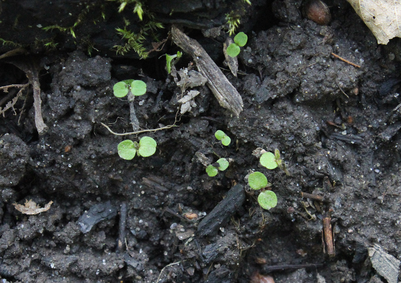 Изображение особи Urtica dioica.