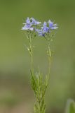 Veronica jacquinii