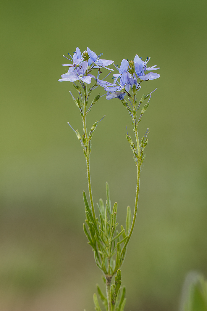 Image of Veronica jacquinii specimen.