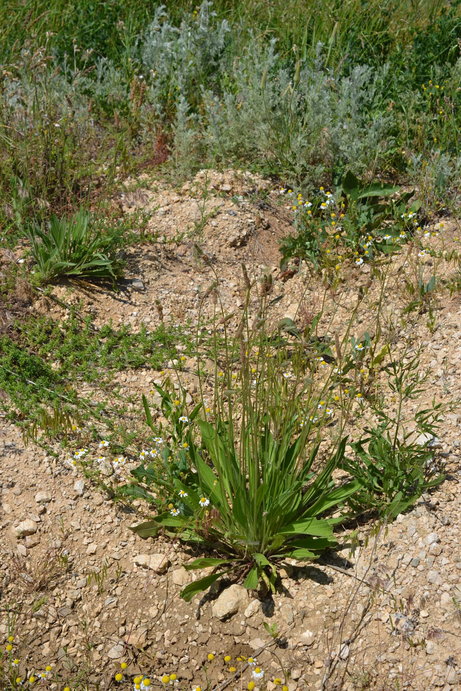 Изображение особи Plantago lanceolata.