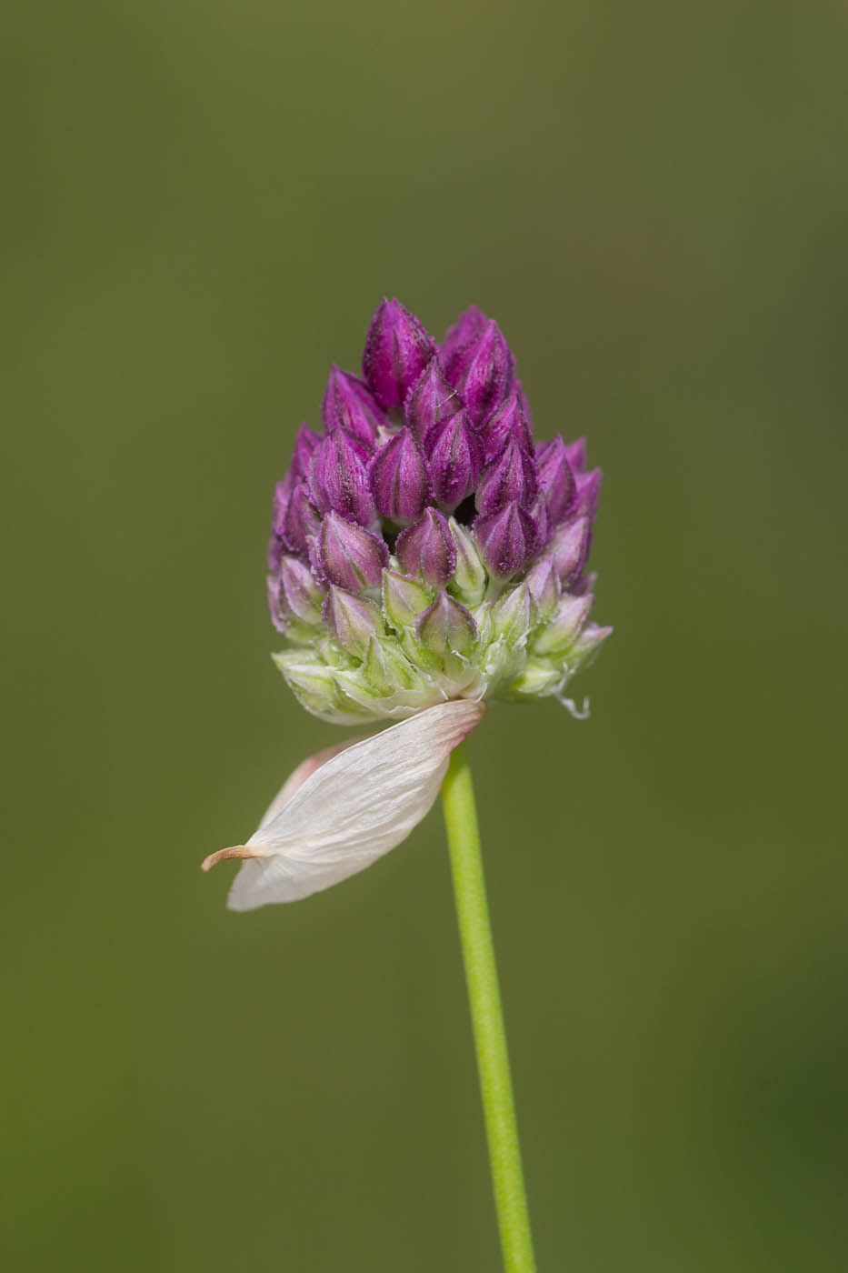 Изображение особи Allium rotundum.