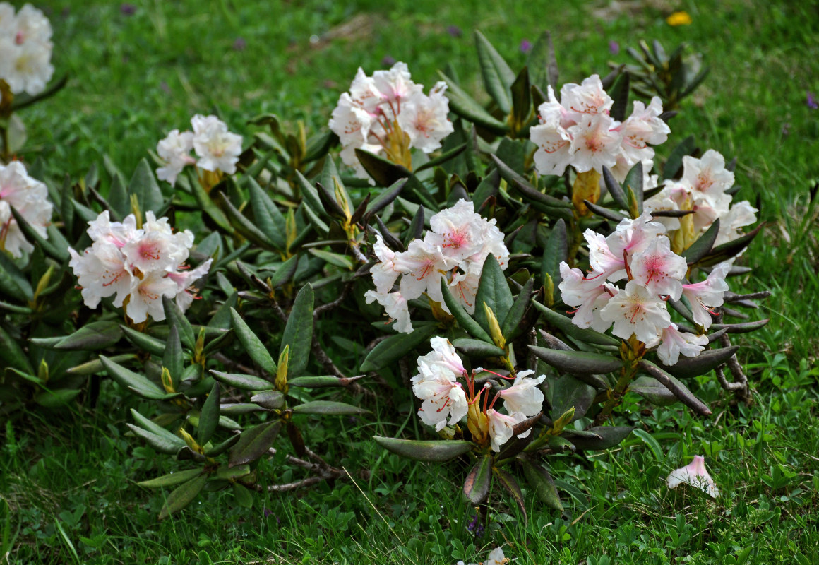 Image of Rhododendron caucasicum specimen.