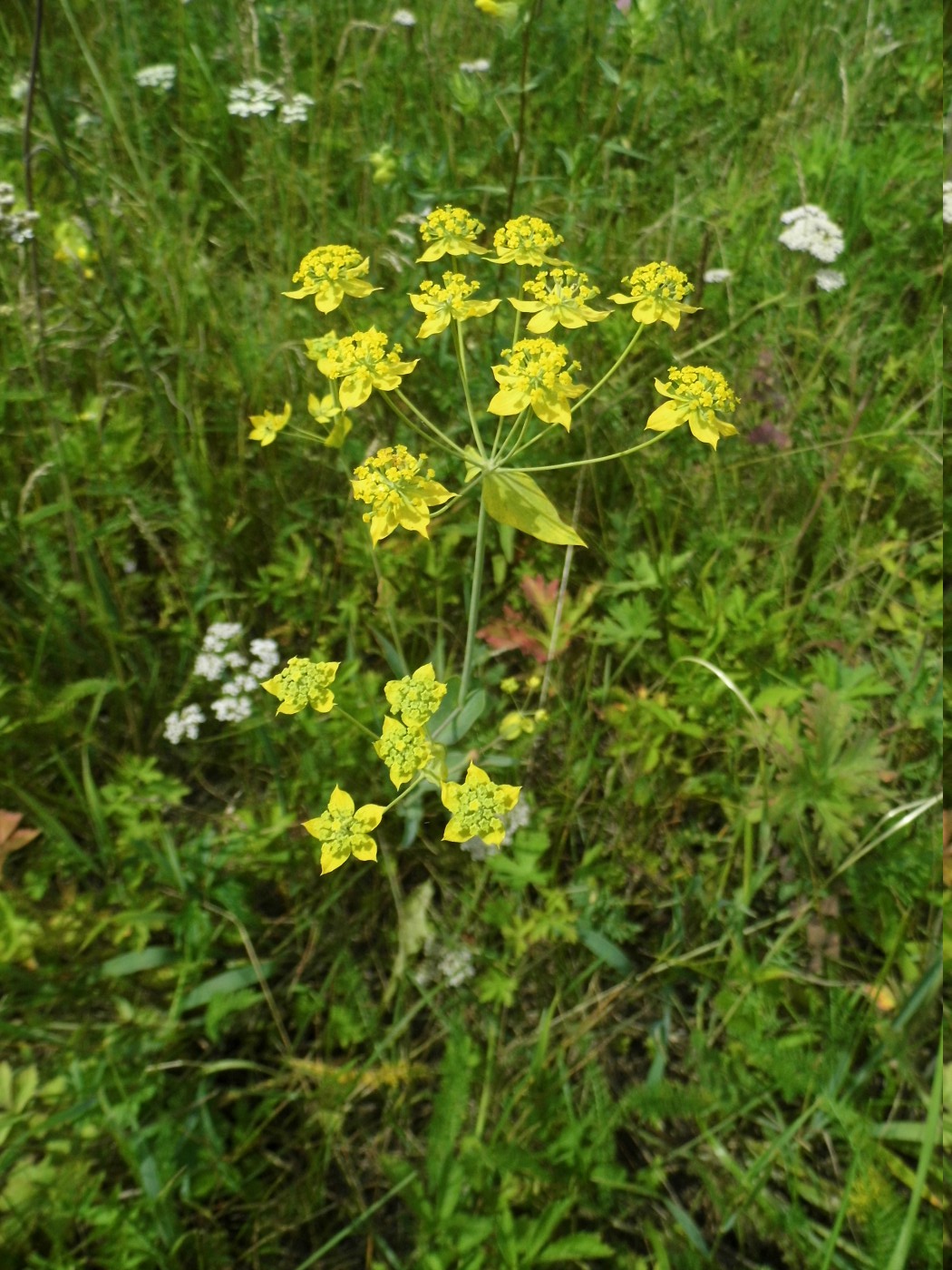 Image of Bupleurum multinerve specimen.