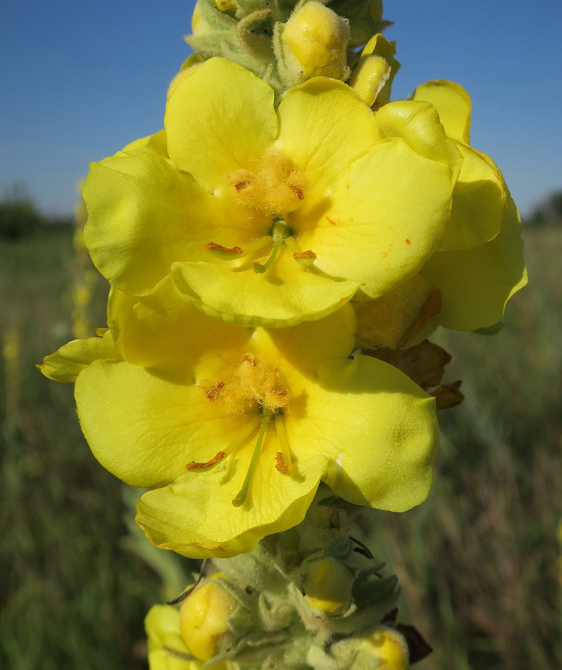 Изображение особи Verbascum densiflorum.