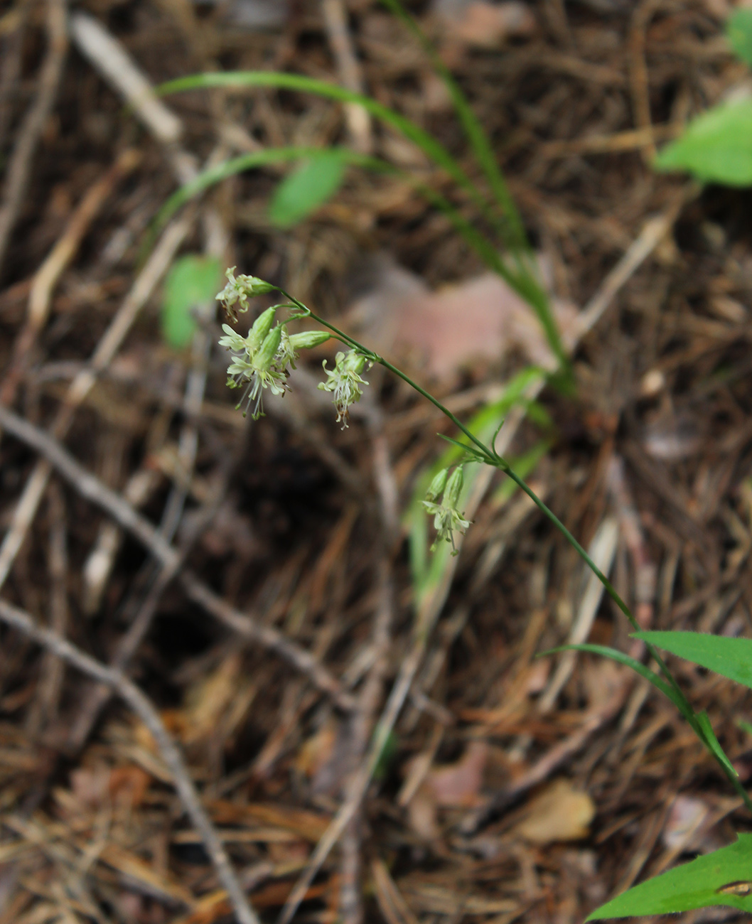 Изображение особи Silene saxatilis.