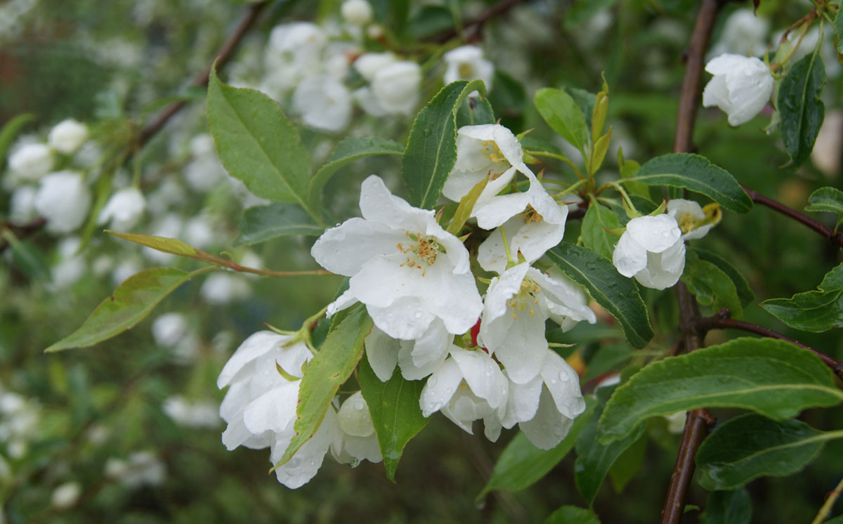 Image of Malus baccata specimen.