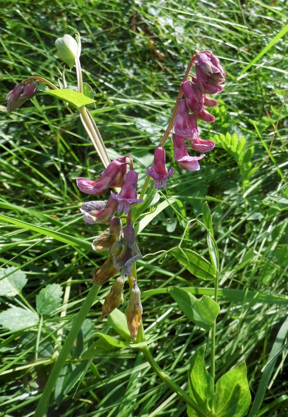 Изображение особи Lathyrus pisiformis.