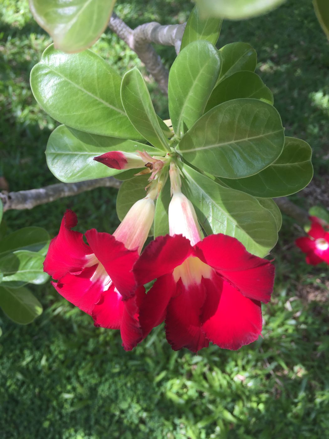 Image of Adenium obesum specimen.