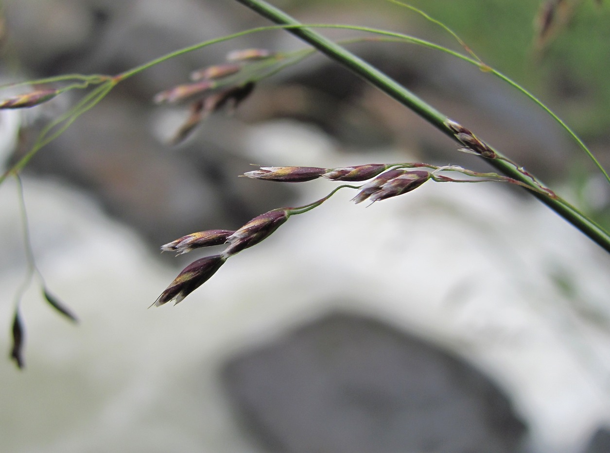 Image of genus Deschampsia specimen.