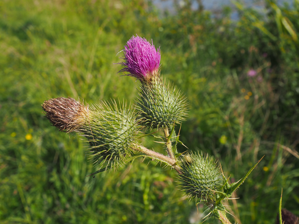 Image of Cirsium vulgare specimen.