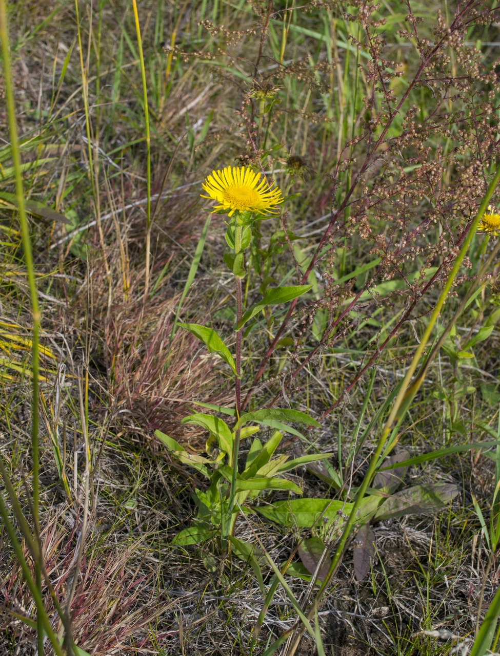 Image of Inula britannica specimen.