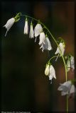 Adenophora liliifolia. Соцветие. Республика Татарстан, Актанышский район, 27.07.2008.