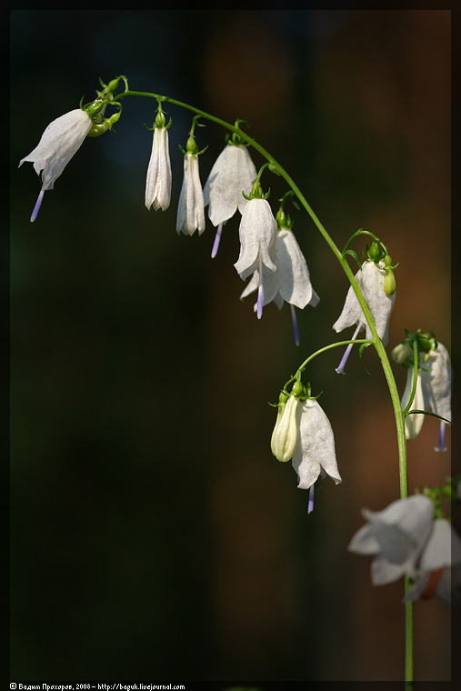 Изображение особи Adenophora liliifolia.