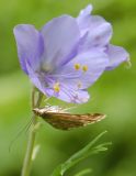 Polemonium caeruleum