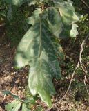 genus Quercus. Лист. Украина, Днепропетровская обл., Синельниковский р-н, посадка. 21.09.2017.