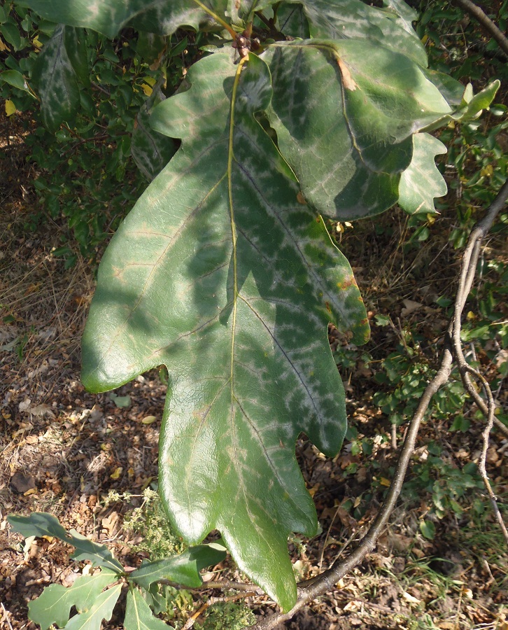 Image of genus Quercus specimen.